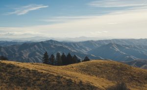 pexels-brett-sayles-1662770 (1)